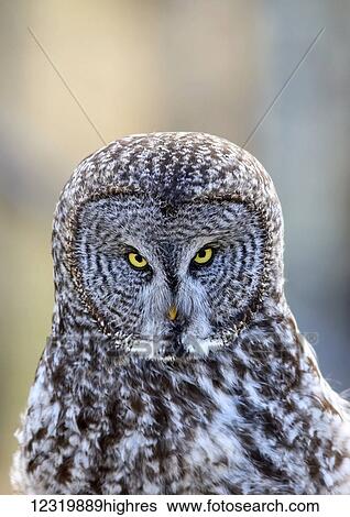 Stock Photograph - Animals. Fotosearch