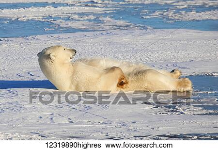 Animals View Large Photo Image Stock Photograph - Animals. Fotosearch