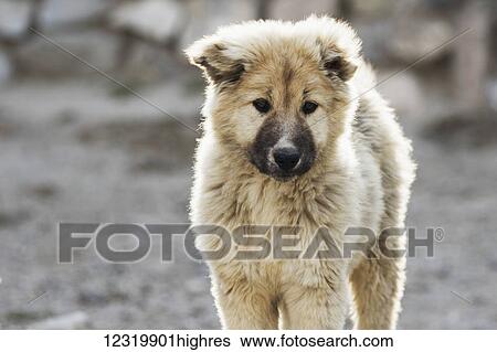 Animals View Large Photo Image Stock Photograph - Animals. Fotosearch