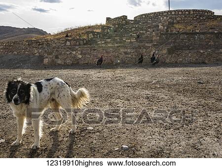 Stock Photograph - Animals. Fotosearch