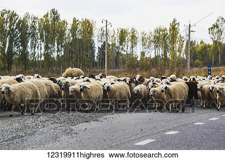 Animals View Large Photo Image Stock Photograph - Animals. Fotosearch
