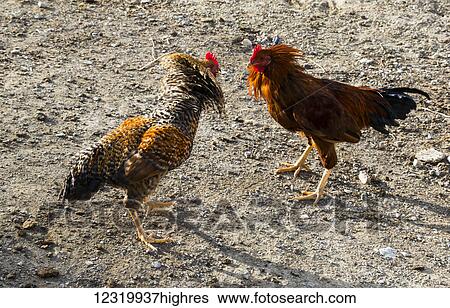 Animals View Large Photo Image Stock Photograph - Animals. Fotosearch