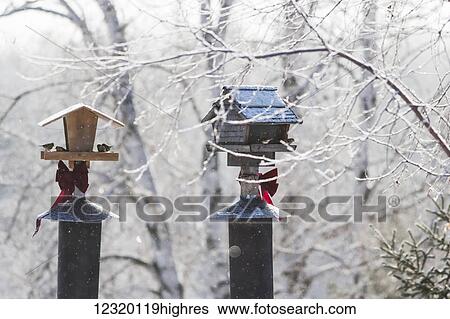 Stock Photograph - Animals. Fotosearch