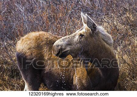 Stock Photograph - Animals. Fotosearch