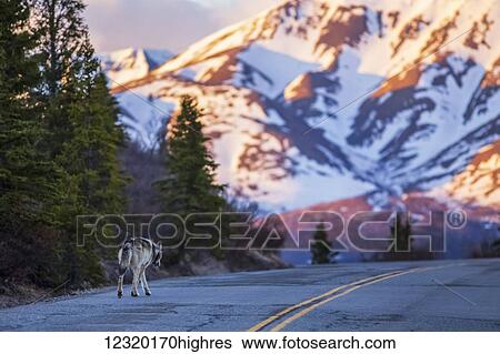 Animals View Large Photo Image Stock Photograph - Animals. Fotosearch