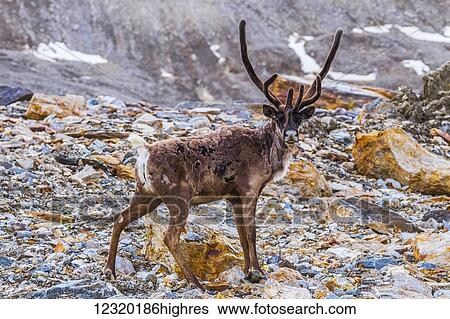 Animals View Large Photo Image Stock Photograph - Animals. Fotosearch