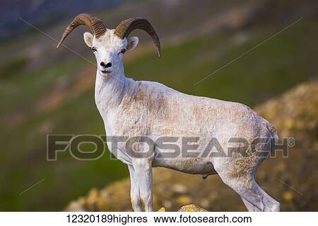 Stock Photograph - Animals. Fotosearch