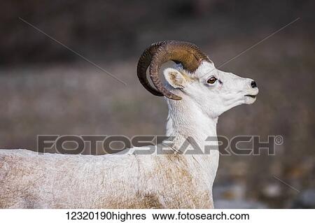 Stock Photograph - Animals. Fotosearch