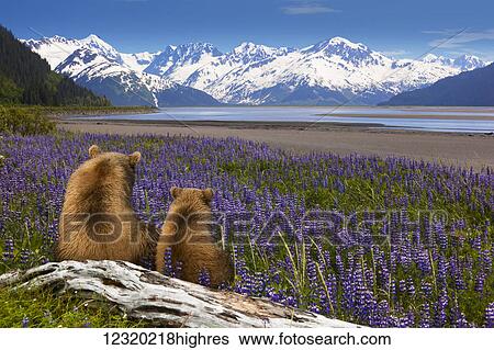 Stock Photograph - Animals. Fotosearch