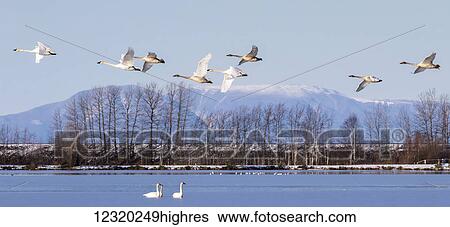 Stock Photograph - Animals. Fotosearch