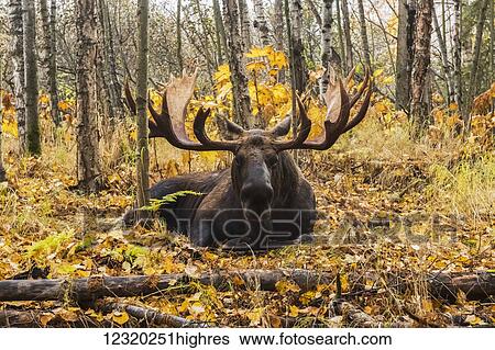 Stock Photograph - Animals. Fotosearch