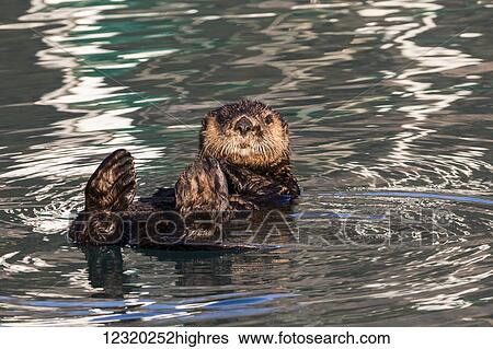 Stock Photograph - Animals. Fotosearch
