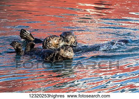 Stock Photograph - Animals. Fotosearch