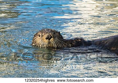 Stock Photograph - Animals. Fotosearch