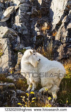 Animals View Large Photo Image Stock Photograph - Animals. Fotosearch