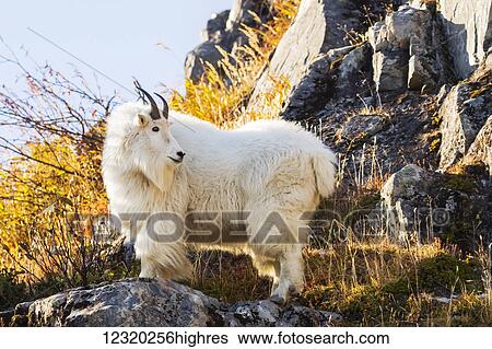 Animals View Large Photo Image Stock Photograph - Animals. Fotosearch