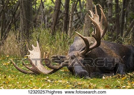 Stock Photograph - Animals. Fotosearch