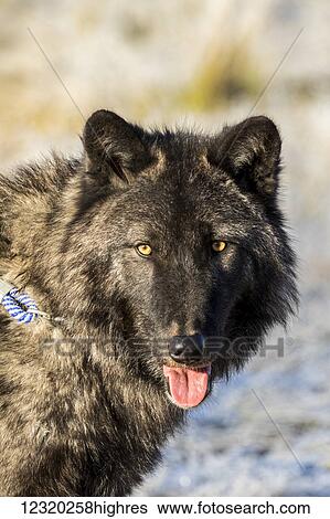 Animals View Large Photo Image Stock Photograph - Animals. Fotosearch