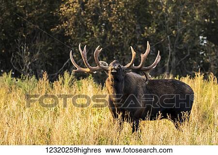Stock Photograph - Animals. Fotosearch