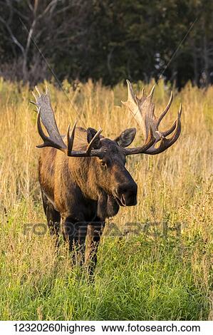 Stock Photograph - Animals. Fotosearch