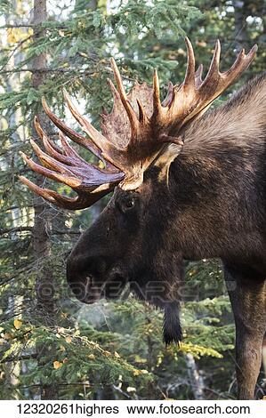 Stock Photograph - Animals. Fotosearch