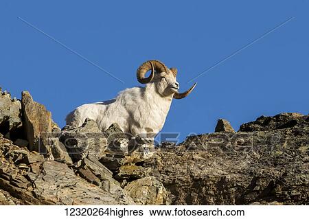 Stock Photograph - Animals. Fotosearch