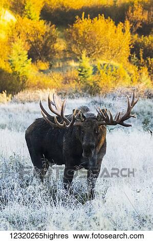 Stock Photograph - Animals. Fotosearch