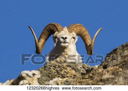 Stock Photograph - Animals. Fotosearch