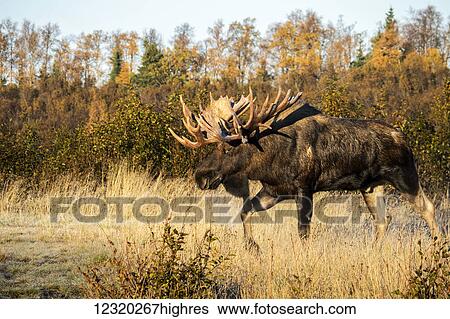 Stock Photograph - Animals. Fotosearch