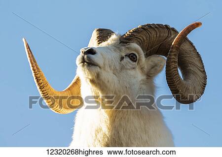 Animals View Large Photo Image Stock Photograph - Animals. Fotosearch