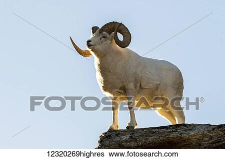 Animals View Large Photo Image Stock Photograph - Animals. Fotosearch
