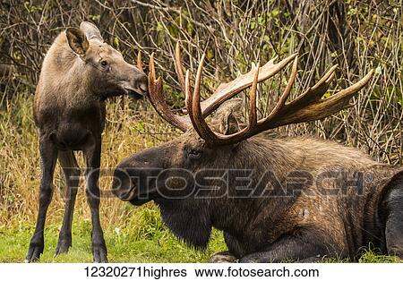 Stock Photograph - Animals. Fotosearch