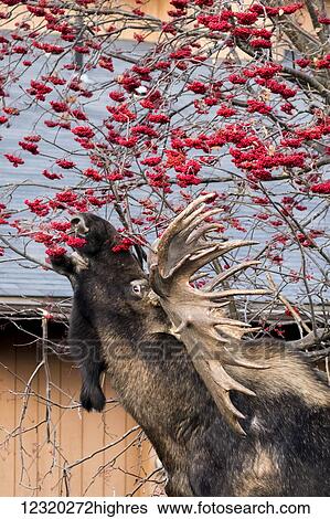 Stock Photograph - Animals. Fotosearch