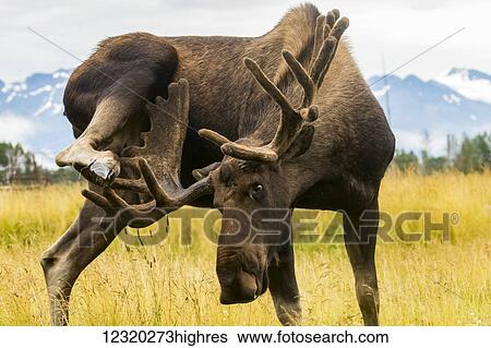 Stock Photograph - Animals. Fotosearch