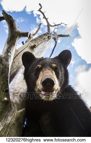 Stock Photograph - Animals. Fotosearch