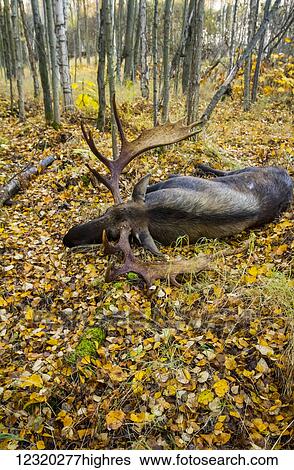Stock Photograph - Animals. Fotosearch