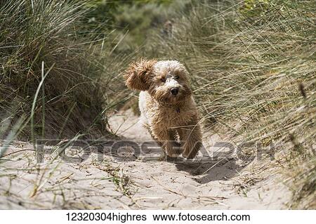 Stock Photograph - Animals. Fotosearch