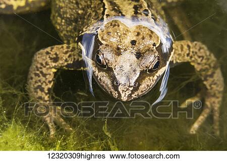 Animals View Large Photo Image Stock Photograph - Animals. Fotosearch