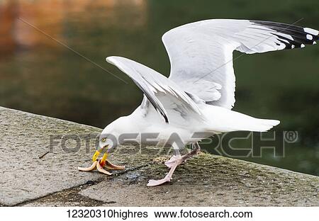 Animals View Large Photo Image Stock Photograph - Animals. Fotosearch