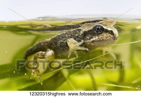 Stock Photograph - Animals. Fotosearch