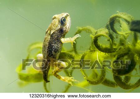 Stock Photograph - Animals. Fotosearch