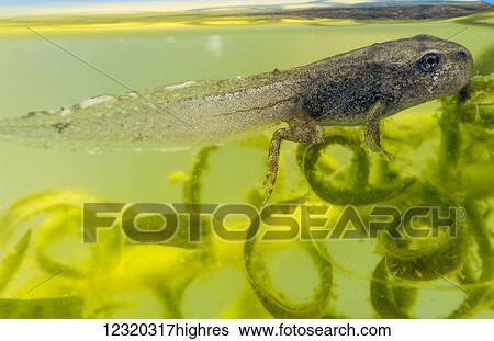 Stock Photograph - Animals. Fotosearch