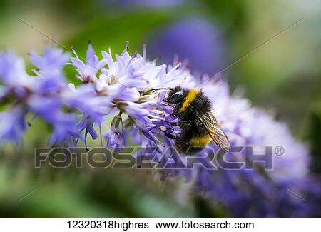 Animals View Large Photo Image Stock Photograph - Animals. Fotosearch