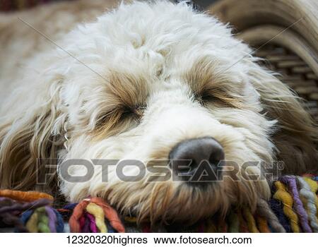 Stock Photograph - Animals. Fotosearch