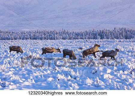 Stock Photograph - Animals. Fotosearch