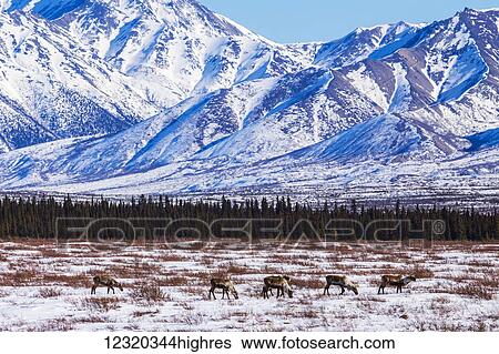 Stock Photograph - Animals. Fotosearch