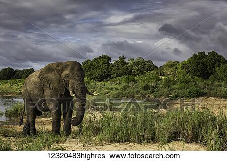 Stock Photograph - Animals. Fotosearch