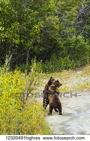 Stock Photograph - Animals. Fotosearch