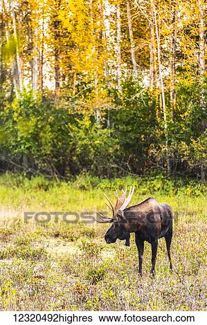 Stock Photograph - Animals. Fotosearch