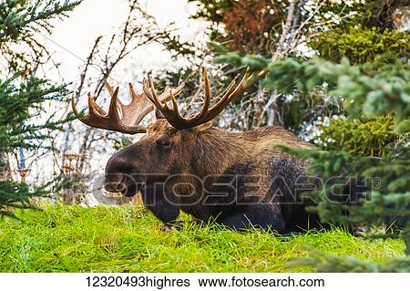 Stock Photograph - Animals. Fotosearch